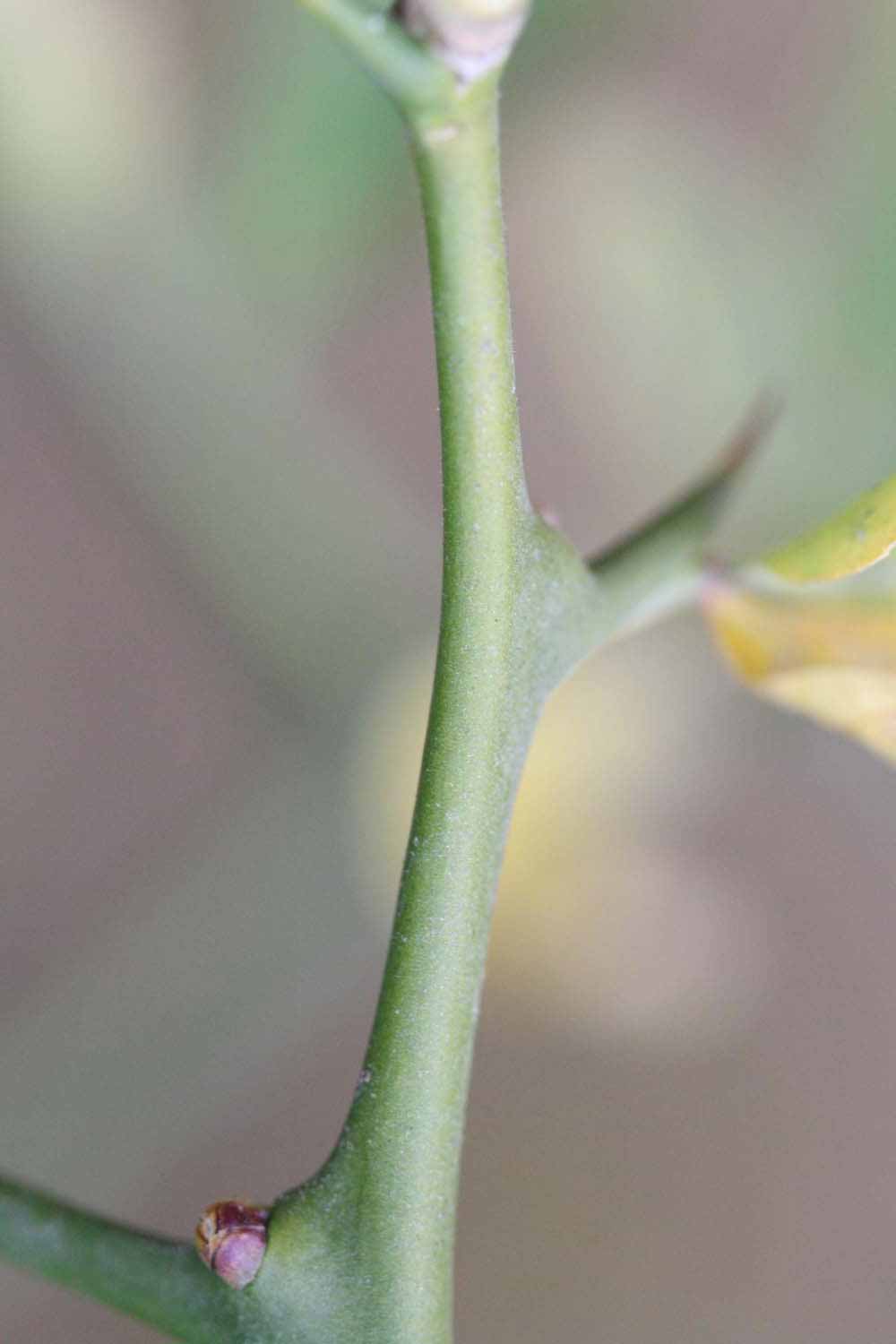              First year twig (Riverside, CA)       